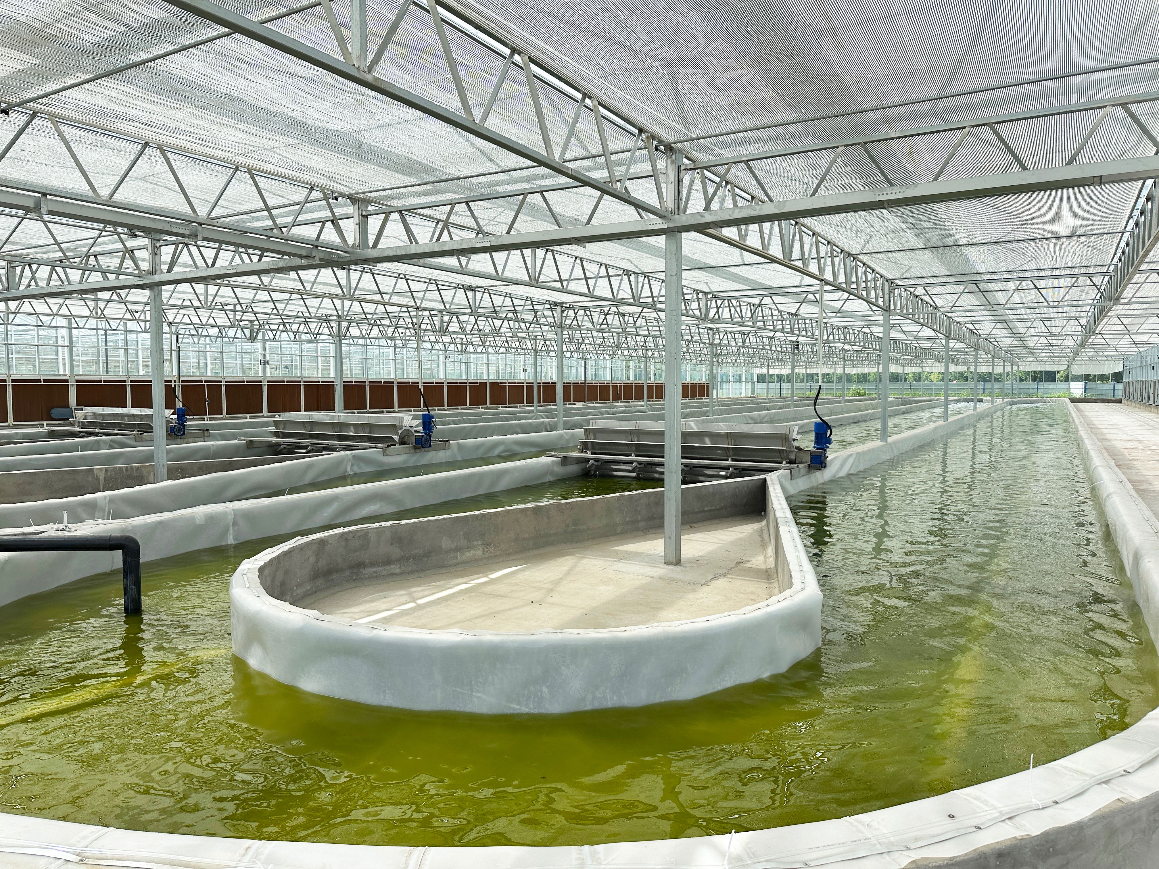 Hetchyn glass greenhouse raceway pond interior — green algae