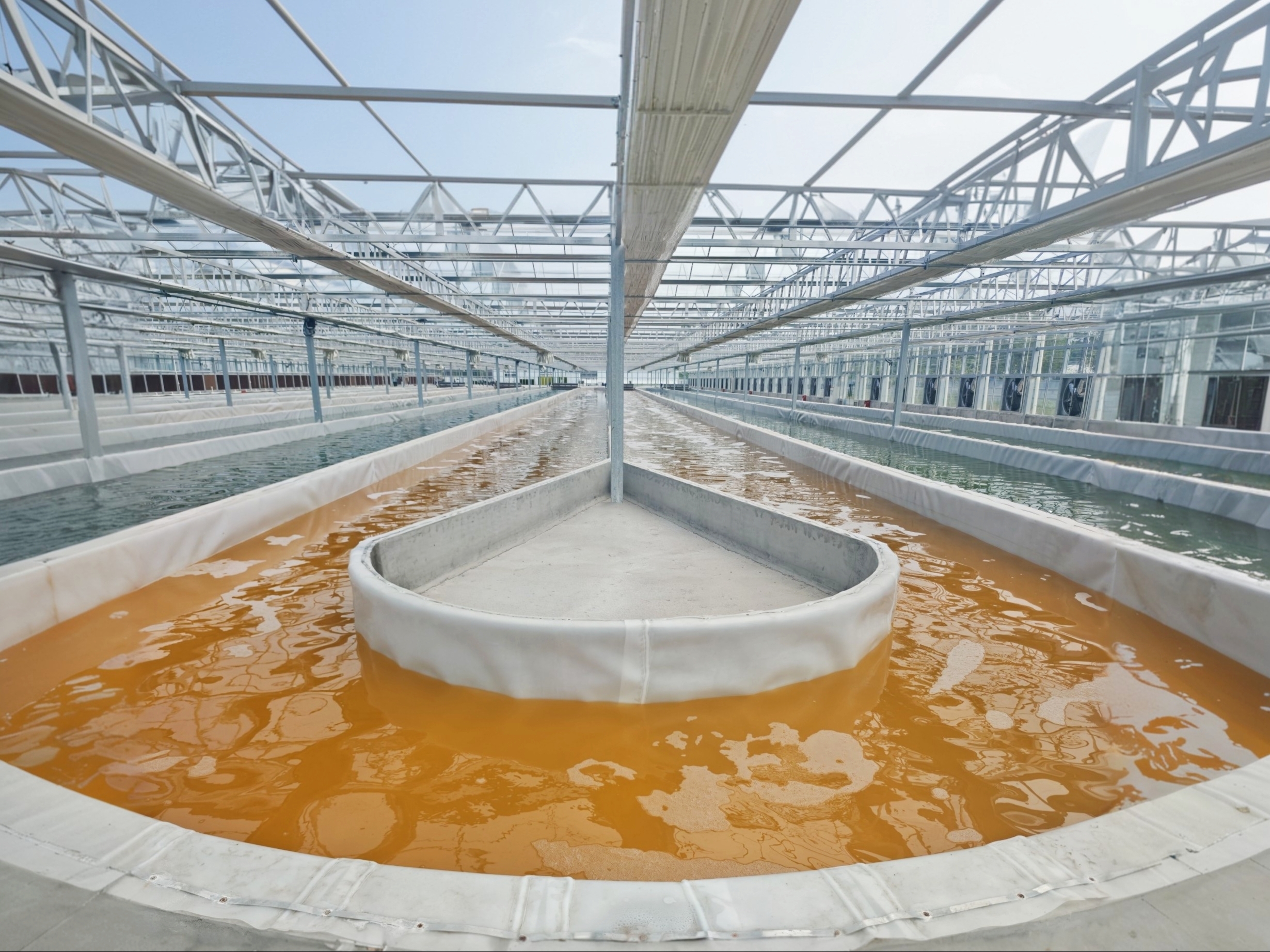 Amber-coloured Dunaliella salina raceway pond — rich in β-carotene