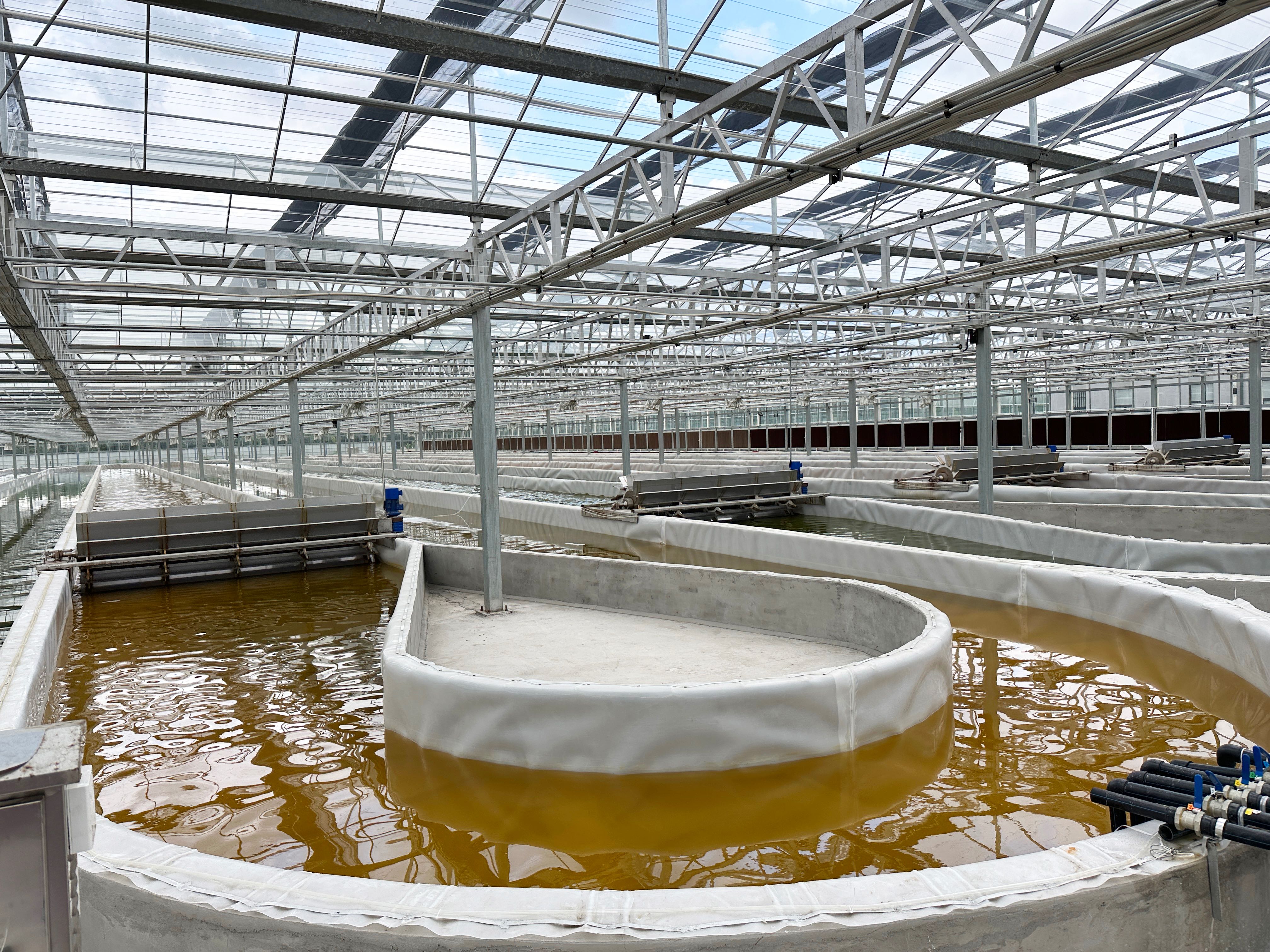 Close-up of amber algae raceway with precision water control