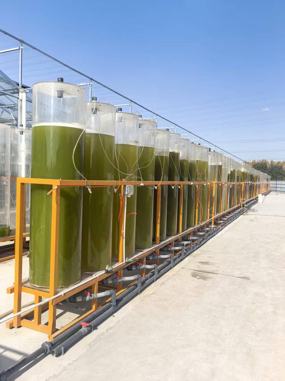 Medium-scale cultivation scale-up vessels